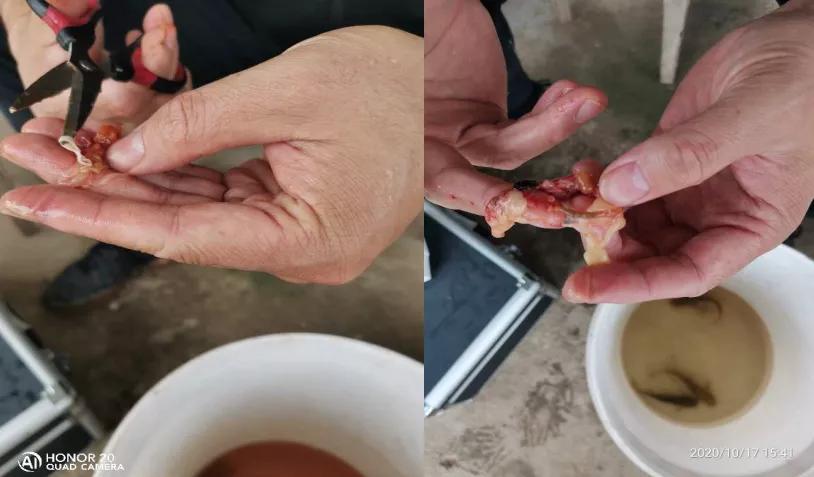 舌状绦虫的鱼如何处理干净,黄骨鱼会有寄生虫吗