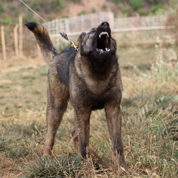 霸气威武的狗有哪些,昆明犬帅气