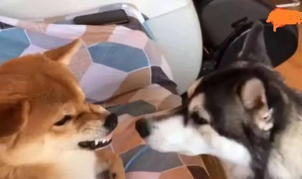 有些狗子玩着玩着就打架了,有些狗子表面上人畜无害吵起架来