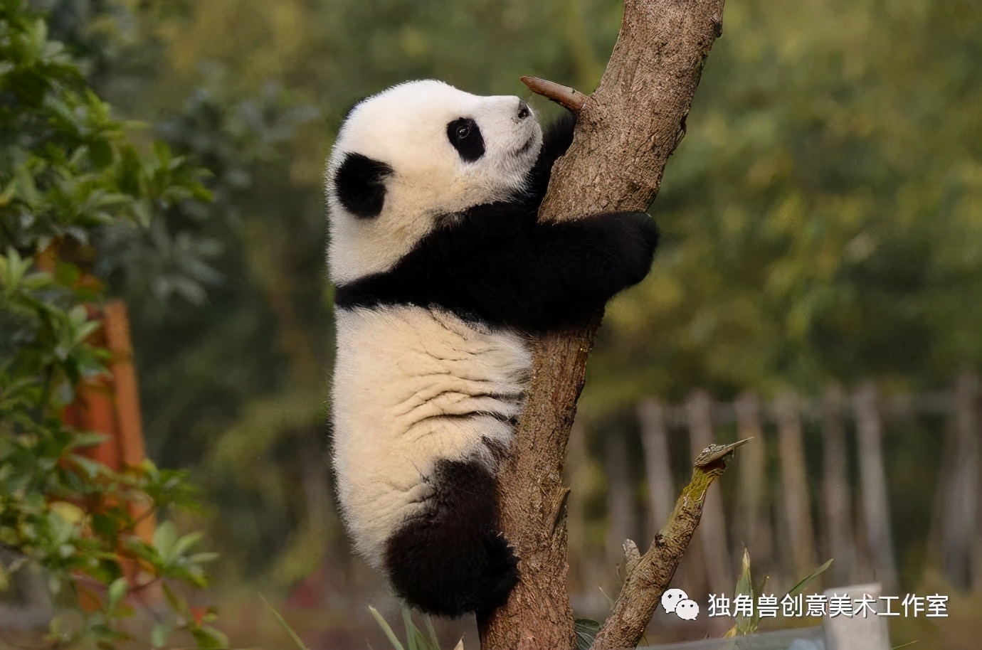 你没见过的熊猫绘画,熊猫绘画抖动修正怎么用