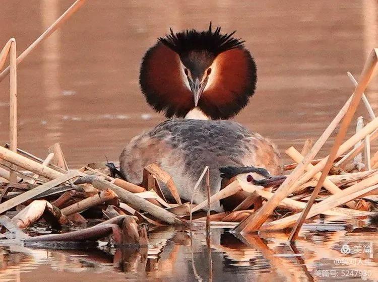 凤头鸊鷉粤语,斑头雁飞得最高的鸟