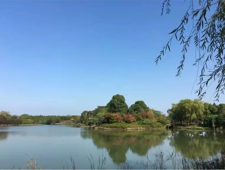 崇明岛西沙湿地公园视频,崇明西沙湿地公园芦苇荡