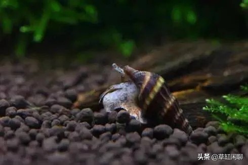 水草缸里出现小螺有什么危害,刚买的水草入缸前除螺药怎么用