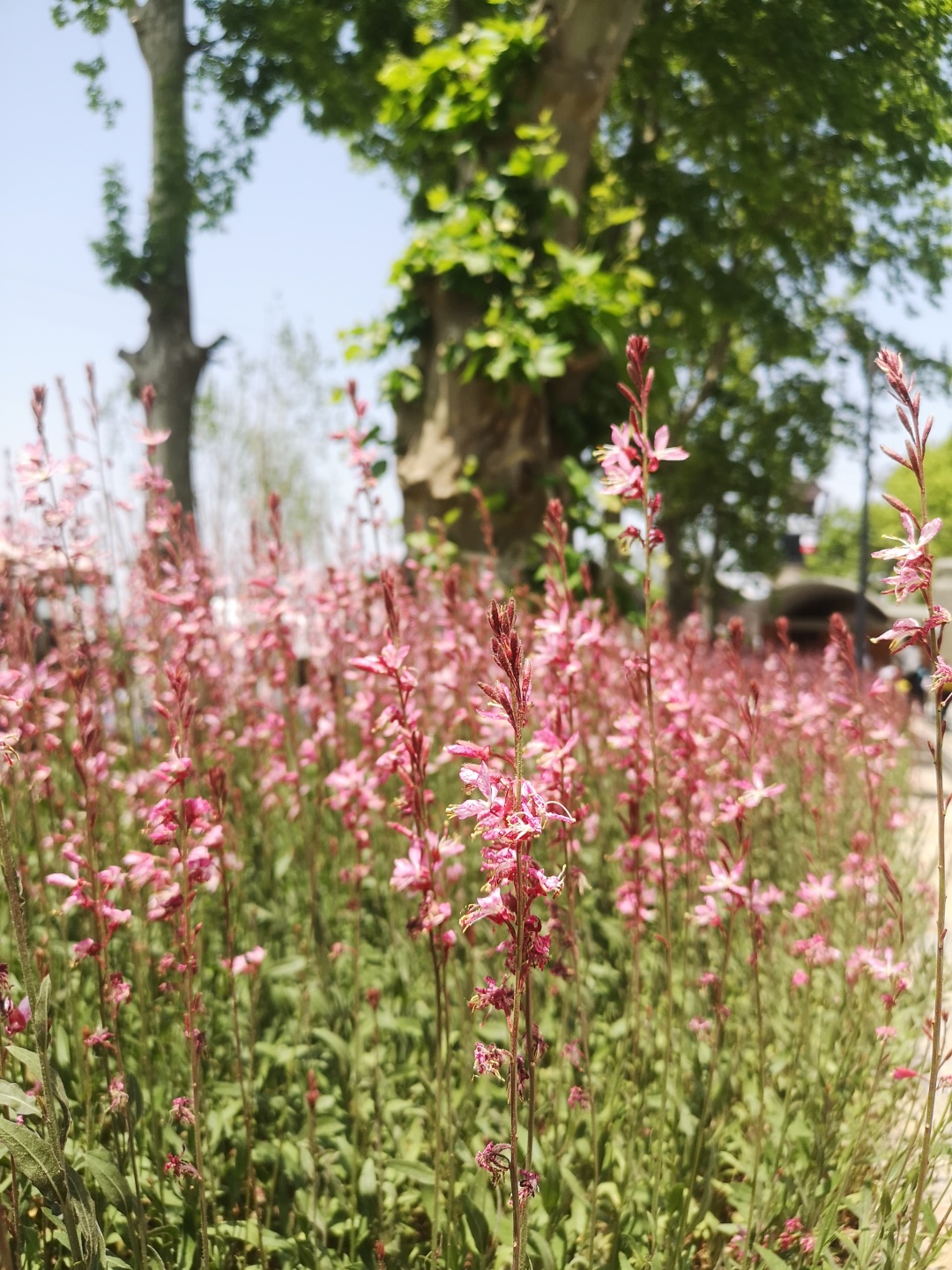 江苏南京园博园好玩吗,江苏园博园游玩攻略