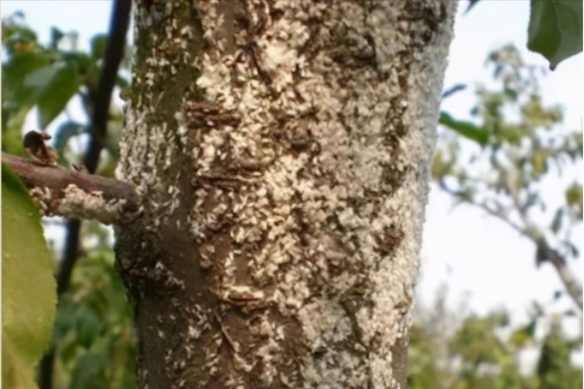 识别介壳虫,怎么判断介壳虫死活