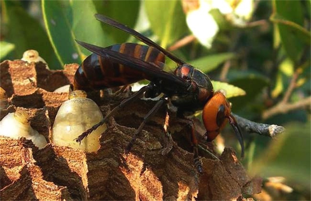 虎头蜂酒的泡制过程,唐三镜杨俊丽红酒价格