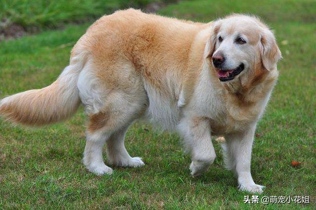 狗狗有机会救治，但是主人却放弃了，只因想让狗子留下美好的回忆