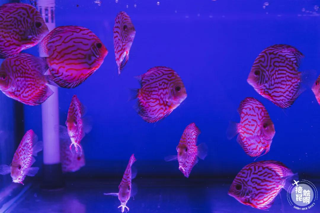 逛逛园博花鸟市场,园博花鸟市场攻略