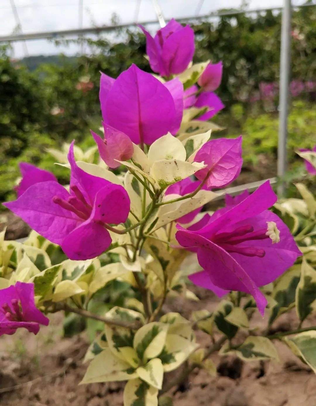 三角梅怎么区分懒花和勤花,所有好看的三角梅
