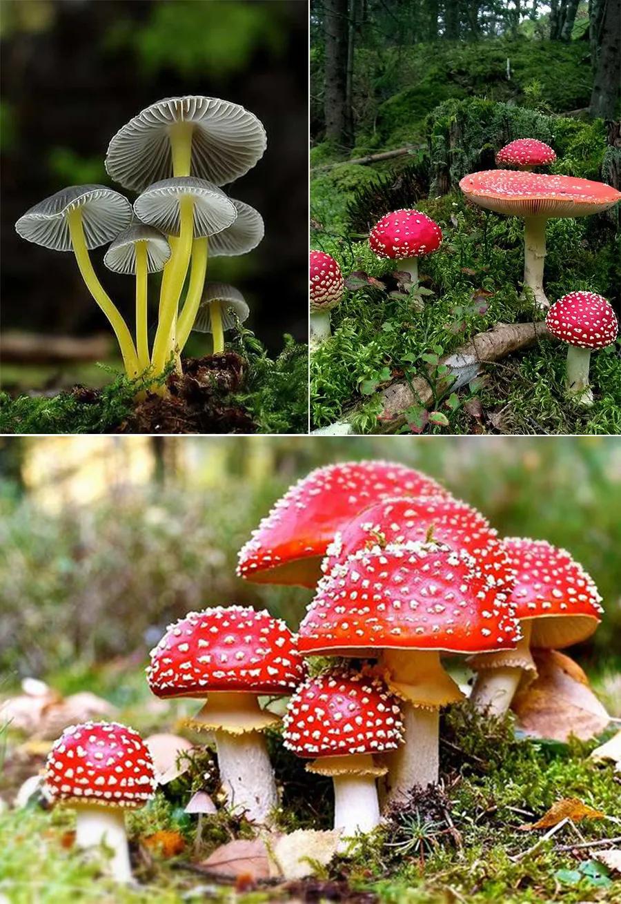 儿童画画教学简单3-5岁水彩笔蘑菇,小蘑菇水彩笔