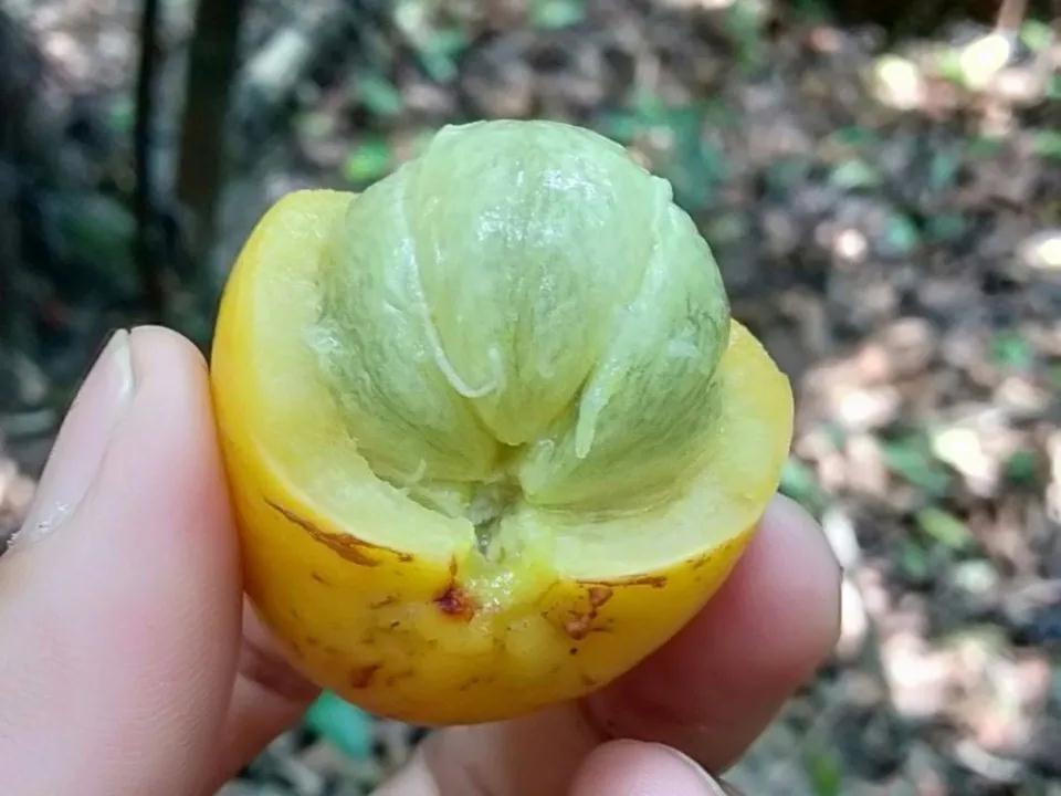 山竹的生长过程不白吃,山竹的生长过程及营养价值