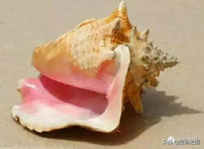 智识珍珠08|海螺珠：诞生于深海的火焰