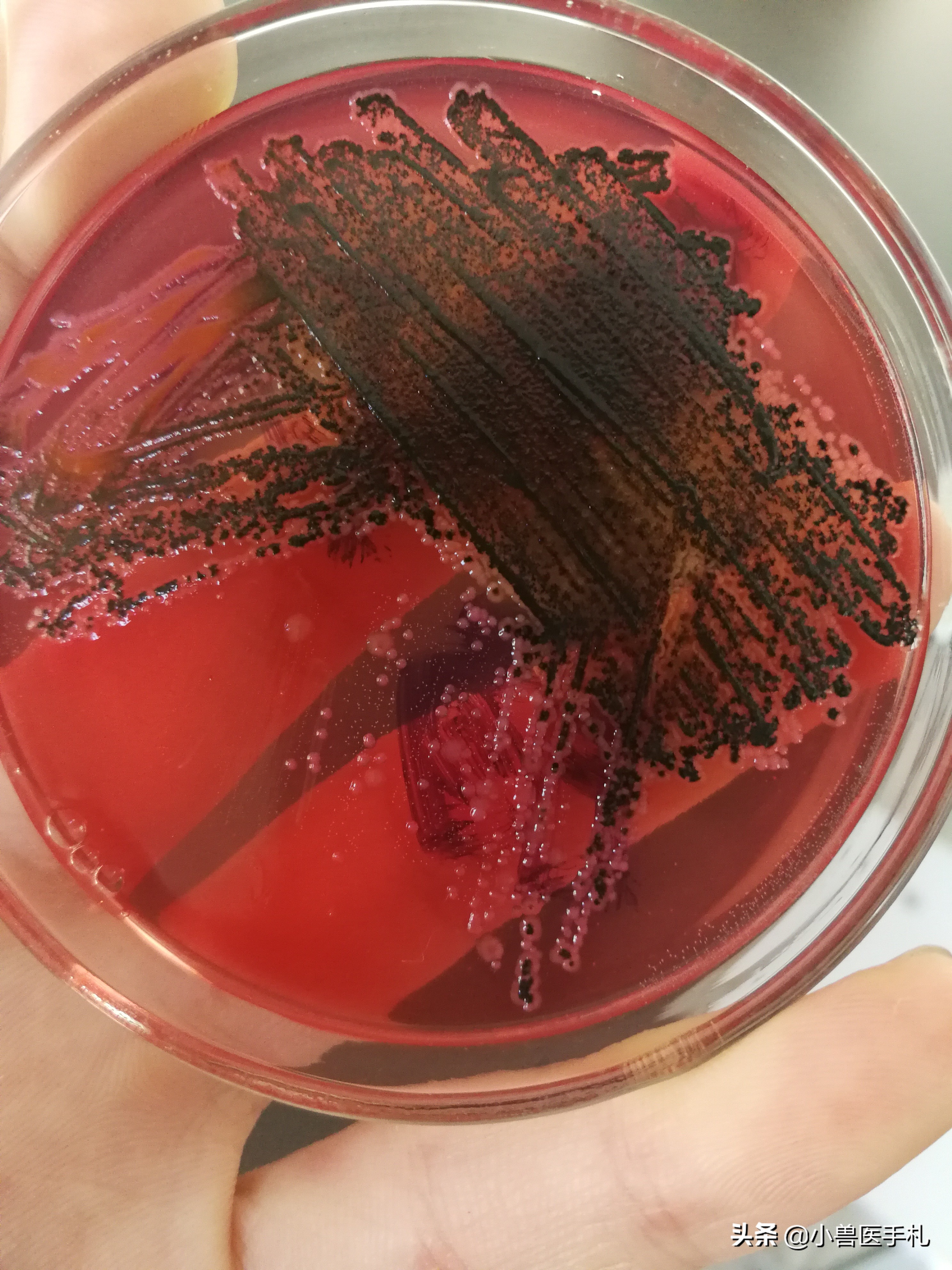 猪：副猪、链球菌、沙门、PCV、MHP病例分享