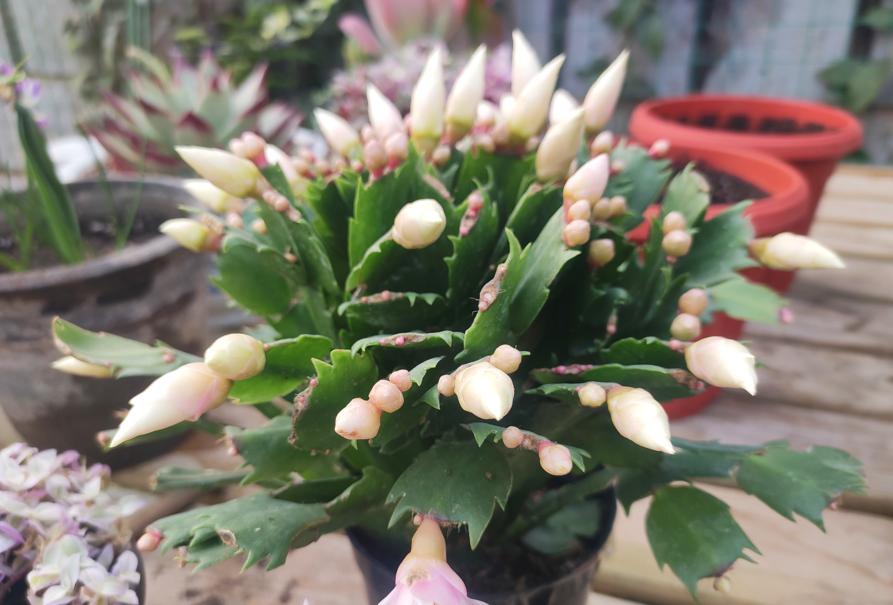 蟹爪兰冬季怎样养护才能枝繁叶茂,蟹爪兰怎么养护能爆盆