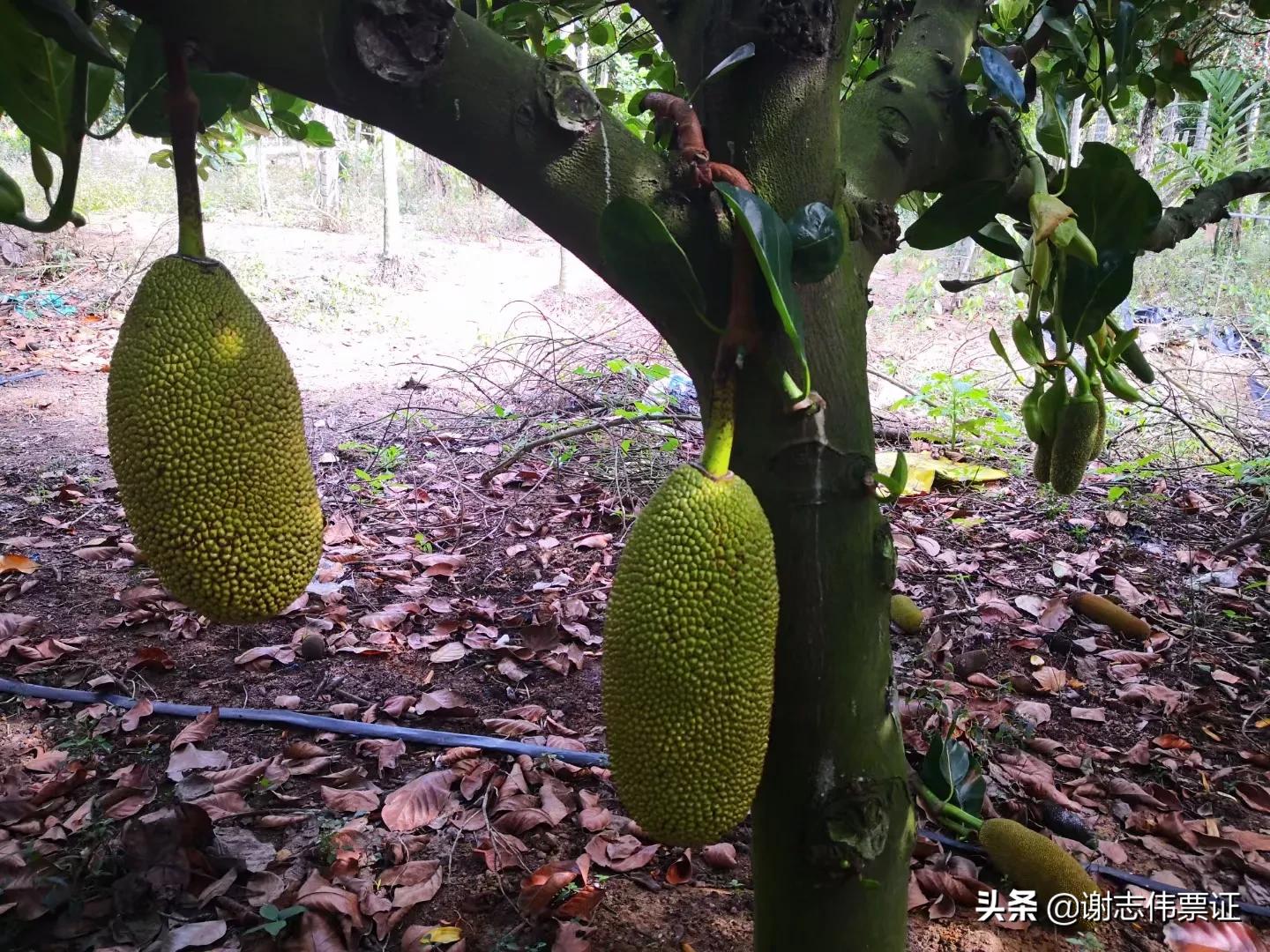 海南菠萝蜜旅游攻略,海南旅游菠萝蜜免费吃