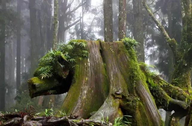 宝岛阿里山风景,山水风景台湾阿里山
