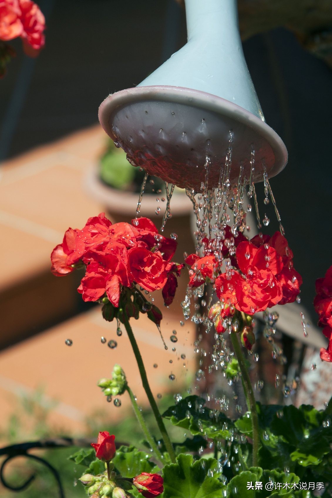 为什么月季一浇水全漏下去了,月季死一半继续养