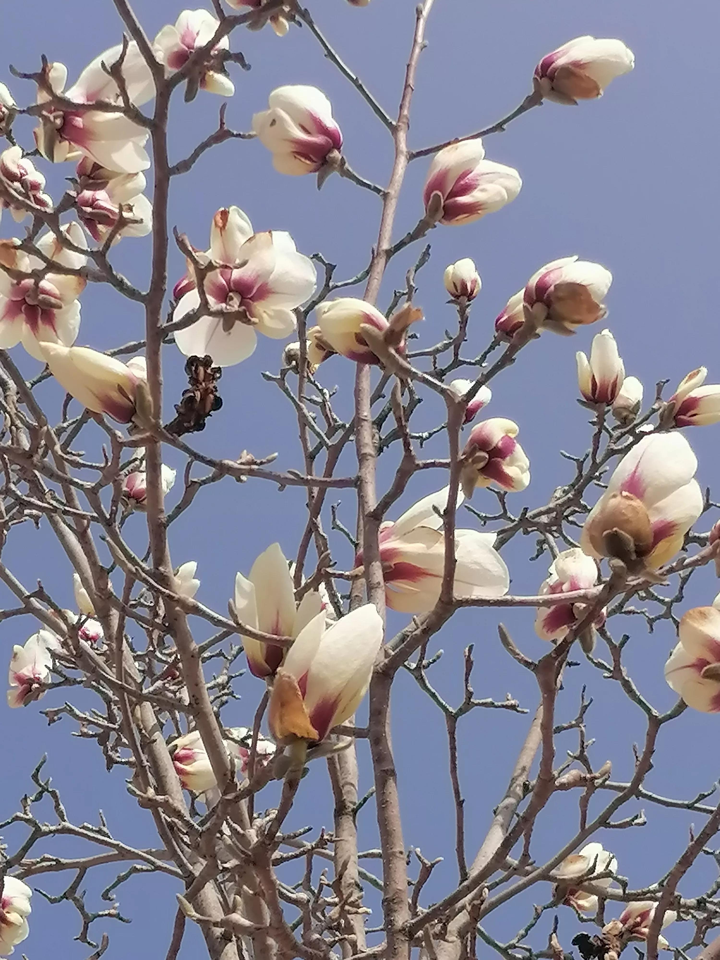 咏玉兰二首其二,咏玉兰全诗