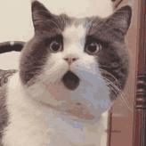 为什么甜食吃多了会招蚊子,爱吃甜食比较招蚊子