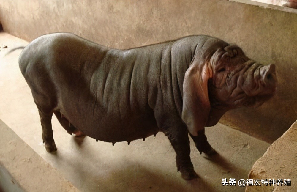 散养太湖猪怎么养高产,放养猪怎样繁育