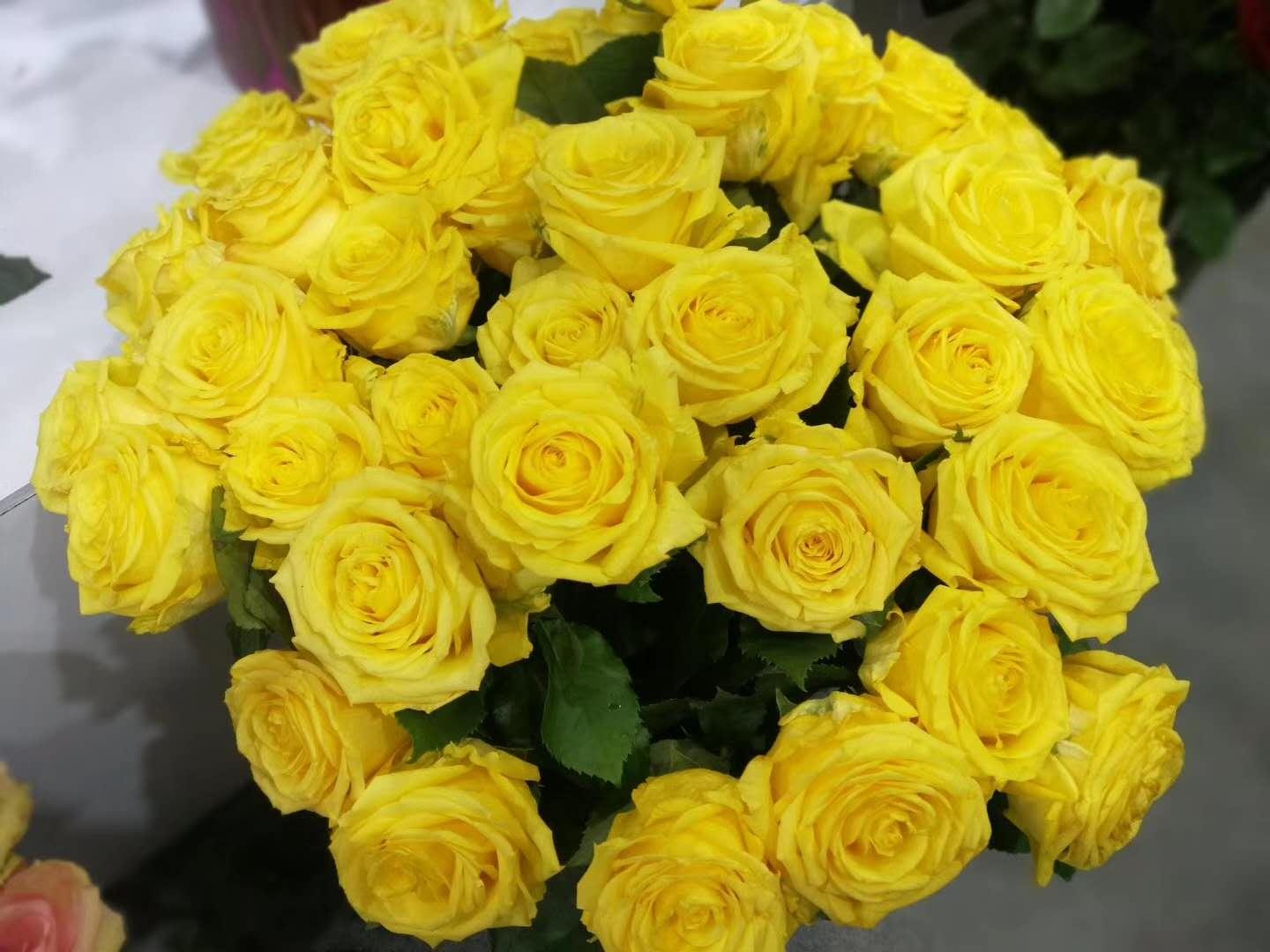 云南省通海县骄阳花卉种苗专业合作社风采（组图）