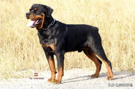 金毛禁养犬名单曲靖,曲靖麒麟区城区养犬标准规定