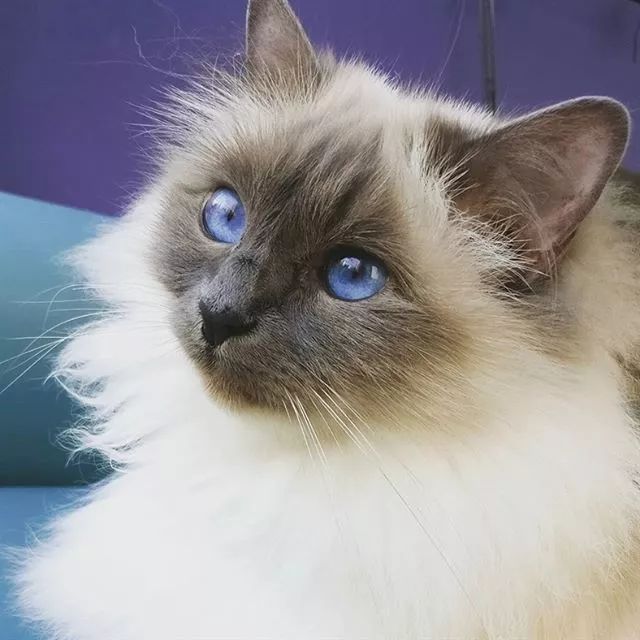 贵族阿比西尼亚猫,神秘的波斯猫