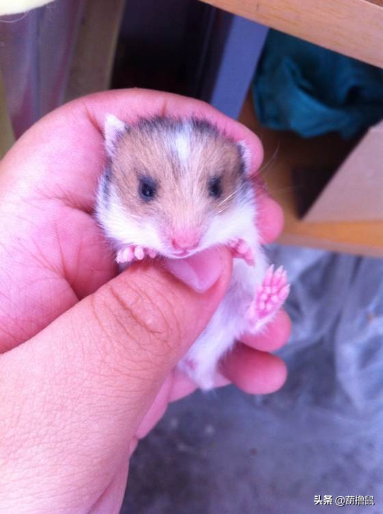 仓鼠怀孕注意事项和禁忌,仓鼠怀孕后一定要分开养吗