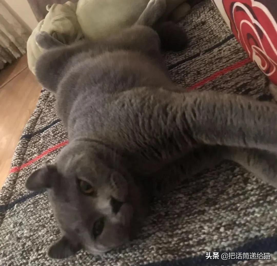 兔耳朵猫：我那么努力，就是为了能跟你永远在一起