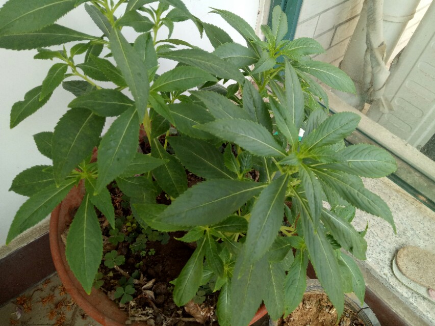 大蒜泡水浇花杀虫管用吗,大蒜水和辣椒水浇花能杀虫吗