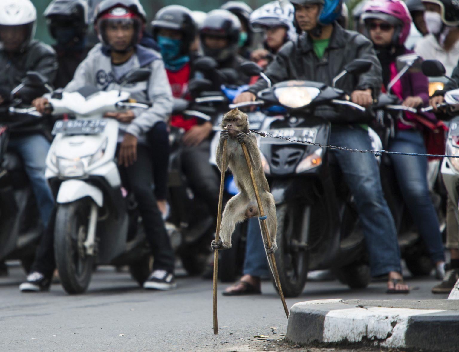 猴子500块一只,猴子50元一只