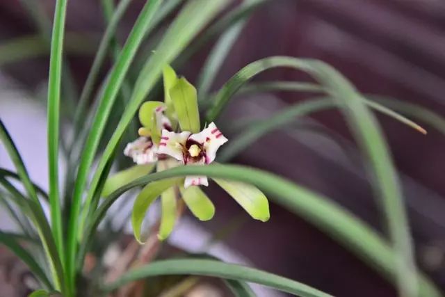 兰花常见病虫害的防治与分享,兰花的病虫害怎么处理最好