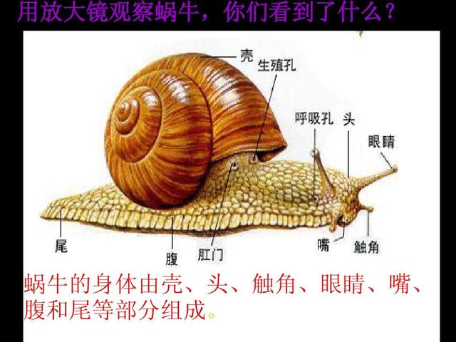 蜗牛是怎么制造出卵的,蜗牛构造方法