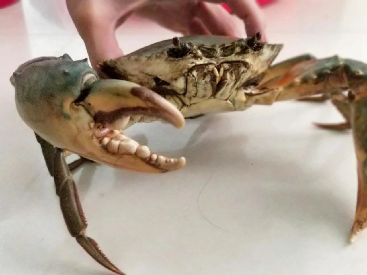 《新农》59期｜养青蟹大学生变村小二，临高95后别样“返乡路”