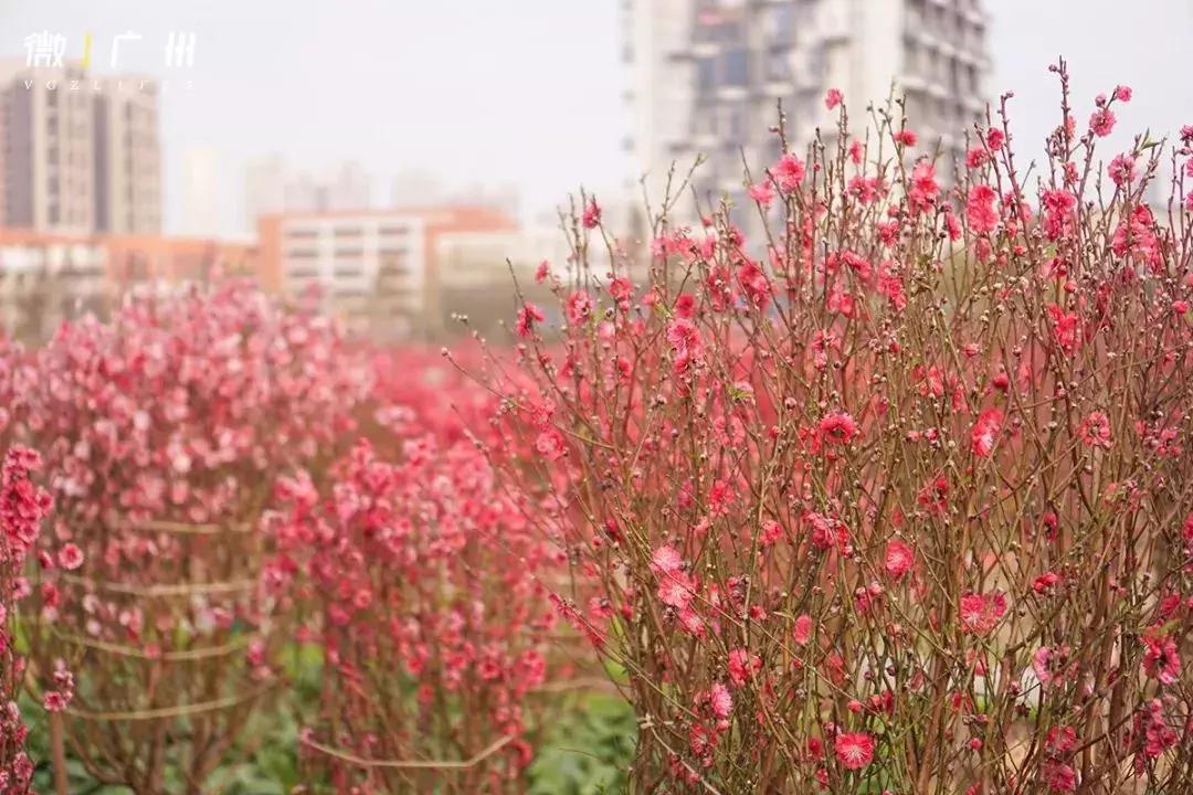 春节游玩攻略正式上线,春节嗨玩攻略
