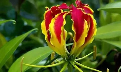 世界各国的国花集锦,英国国花世界各国的国花