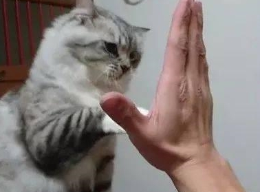 养猫对人体健康有什么好处,家里养猫究竟好处多还是坏处多