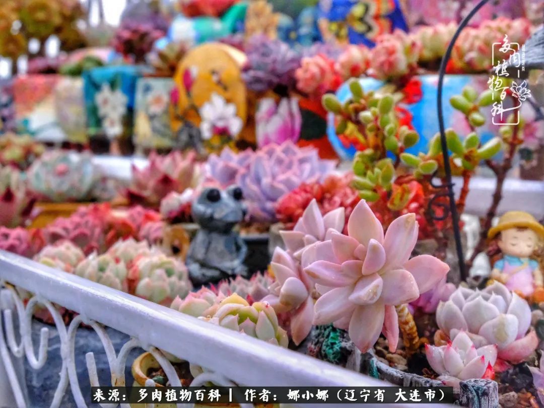 你是盆我是花，你护我周全，我为你绽放