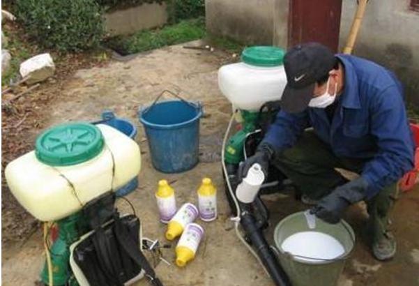 葡萄叶片出现药害还能恢复吗,葡萄除草剂药害的有效防治方法