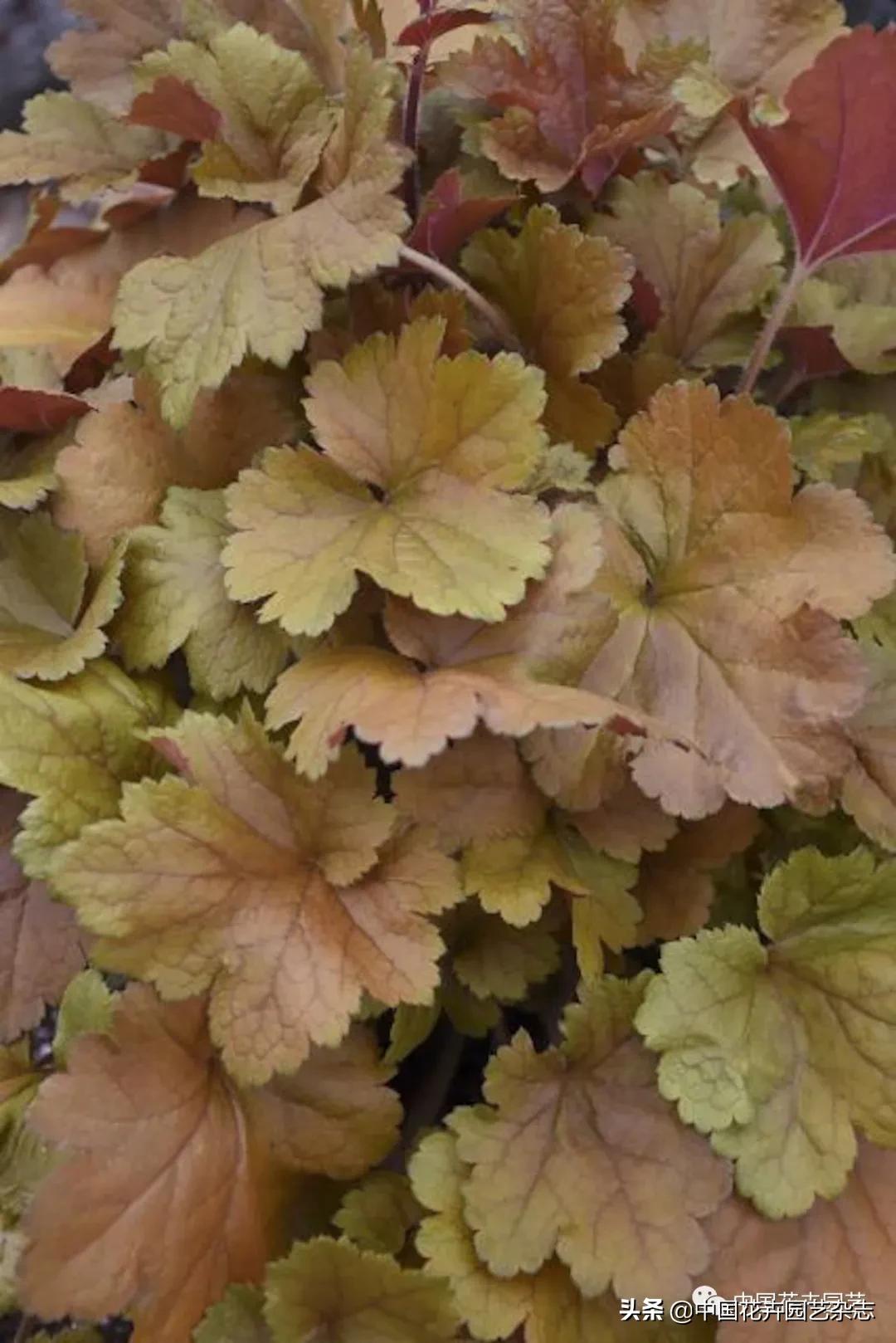 全球知名育种商网上推新品——TerraNova、ProvenWinners|环球