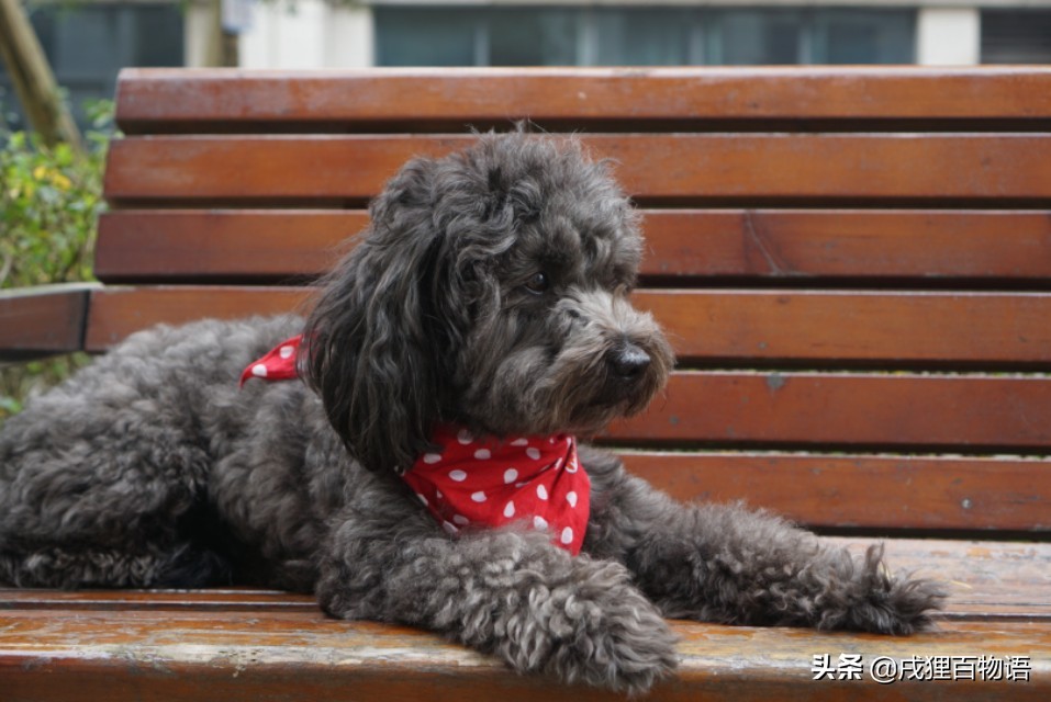 狗狗皮肤起癣怎么办,狗狗皮肤湿疹用什么药
