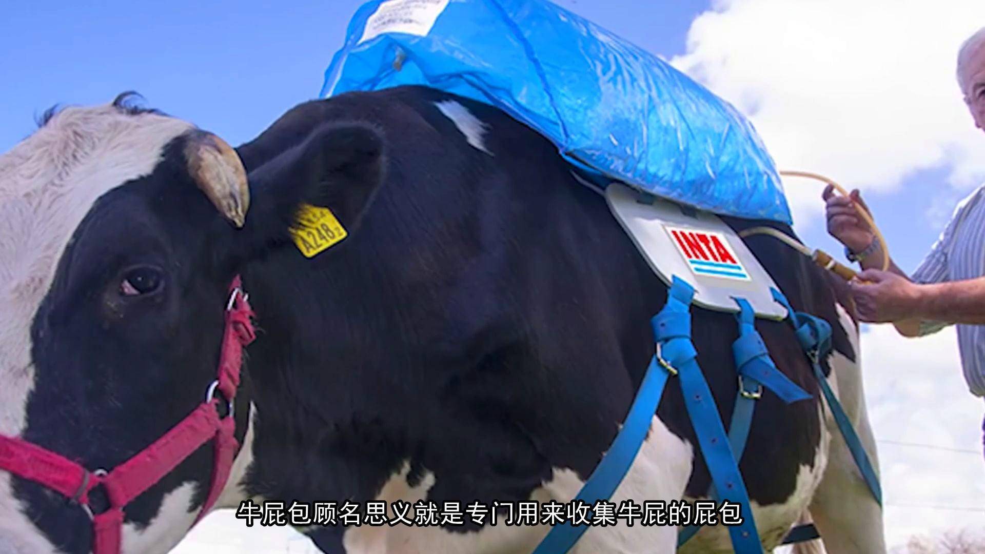 南极变绿带来的影响,南极变绿了