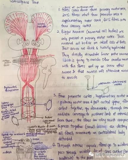 从复旦到川大，四所医科大学的学生课堂笔记：医学生有多不容易？