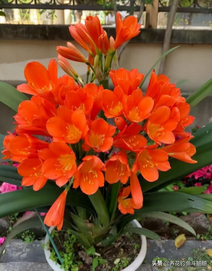 给君子兰倒骨粉,给君子兰用的氮肥