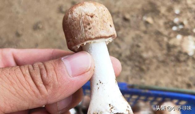 采收期长达180天,如今售价高达100元1斤,消费者:真便宜