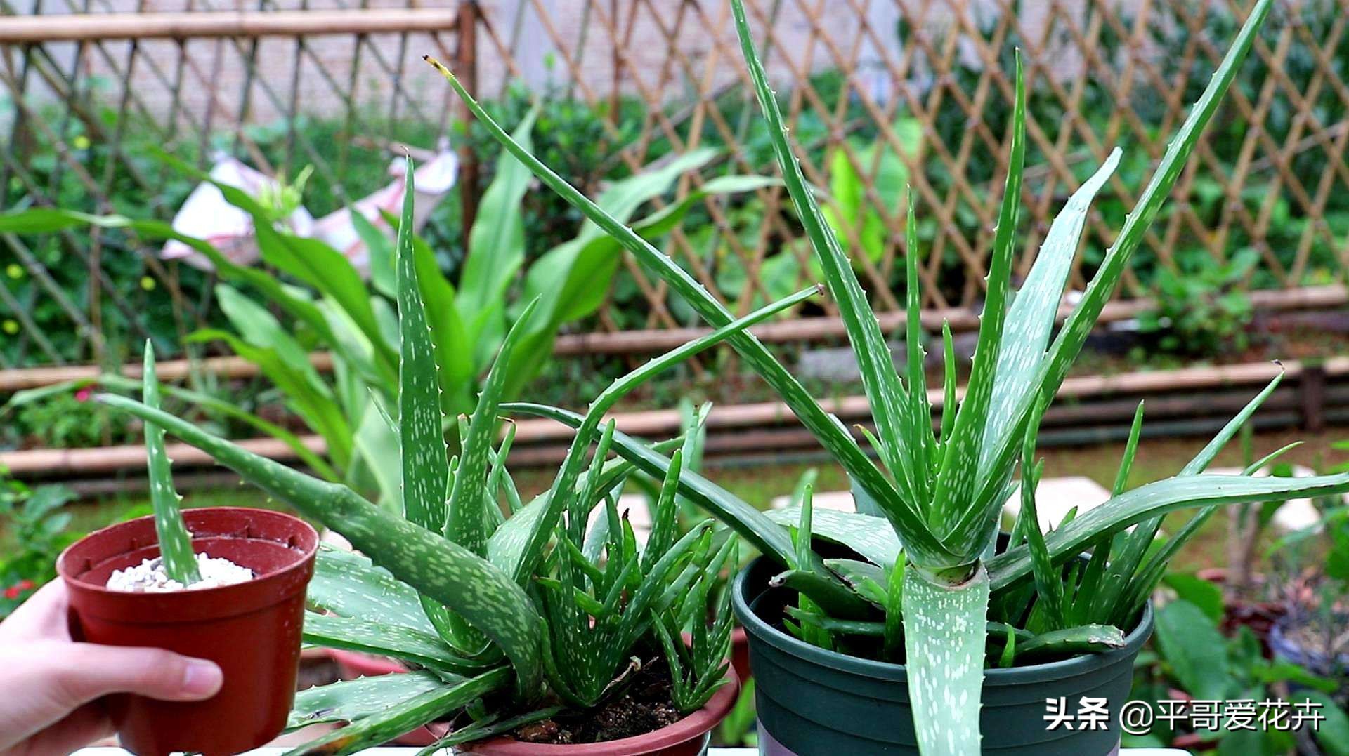 新房子客厅适合摆放的绿植吸甲醛,客厅什么盆栽好吸甲醛好养