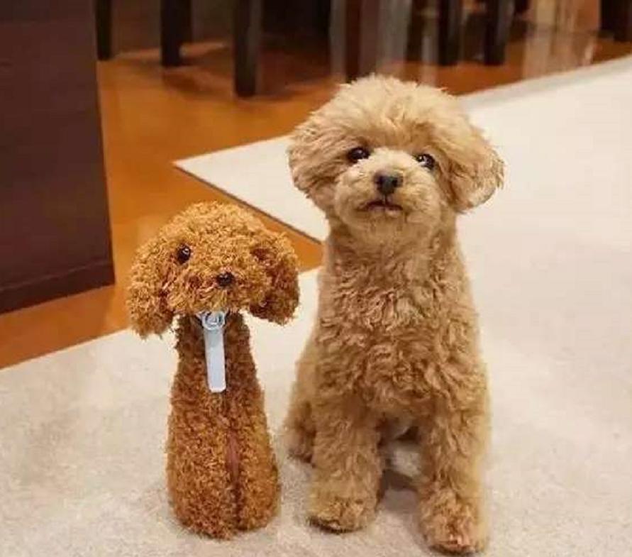 泰迪吃了葡萄然后吐了没事吗,泰迪吃了七八个葡萄一点事没有