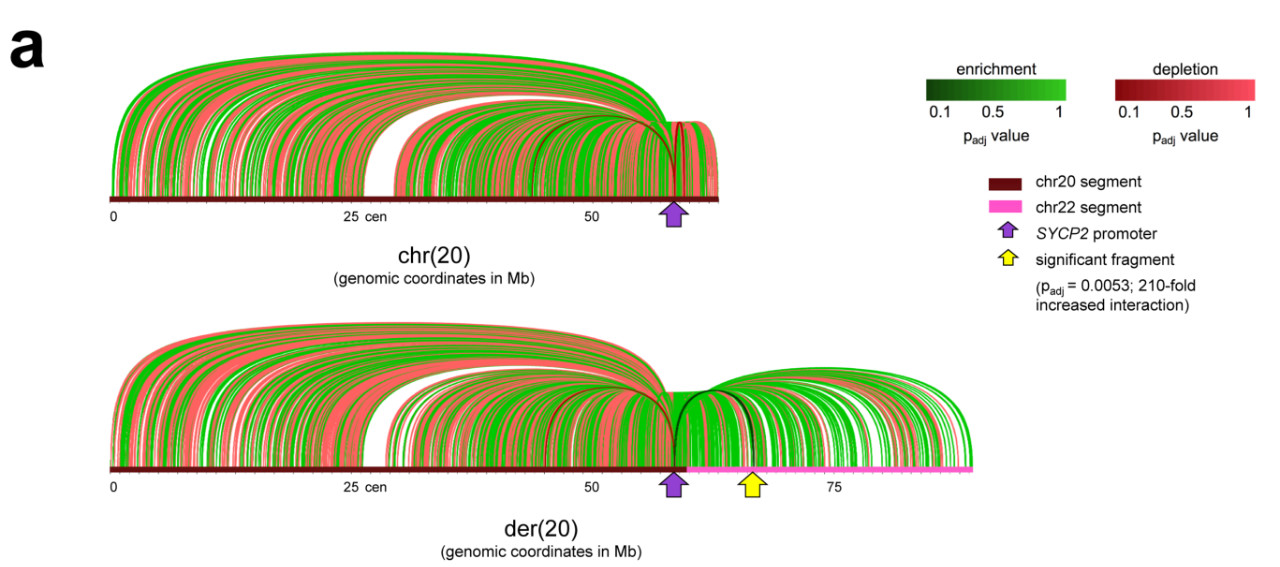 新突破！又一男性不育基因被发现，有望解决男性不育问题