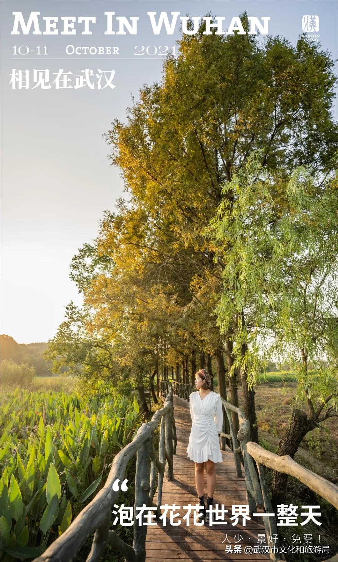 武汉向日葵花海在哪个区,武汉马鞍山向日葵花海