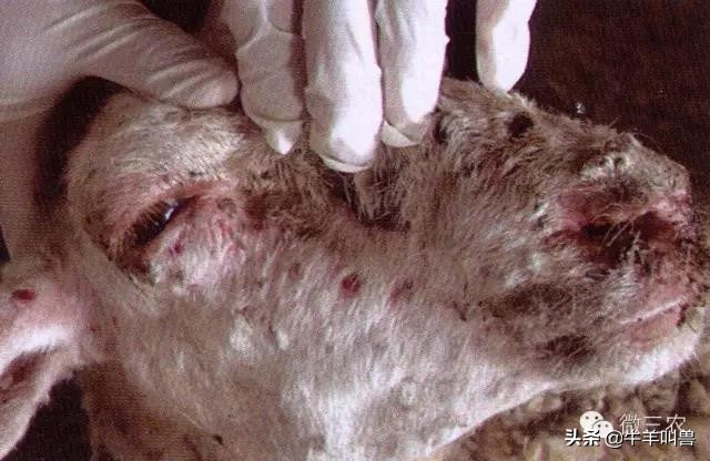 「收藏」导致羊发烧的几种常见病——常见传染病